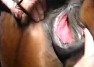 Horny male licks horse's wet cunt after a harsh fist fuck