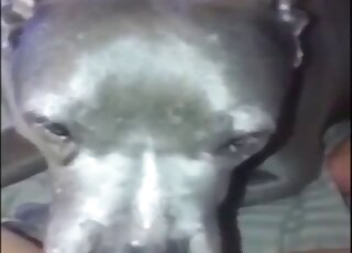 Dog licks woman's wet cunt on cam in her soft solo masturbation play