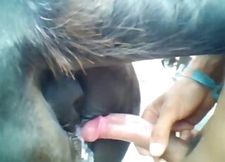 Horny nude male sticks whole cock into a succulent horse pussy