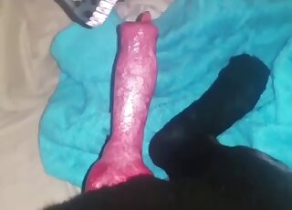 Black mask babe is going to suck on a black animal's red penis