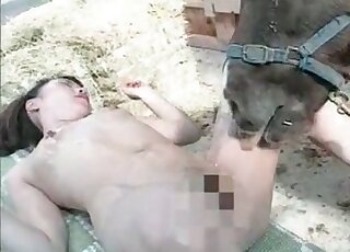 Donkey doesn't mind licking wet pussy of a naked zoophile babe