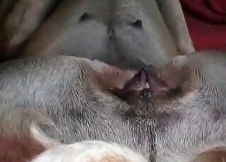 Zoophile enjoys fingering wet pussy hole of his aroused dog at home