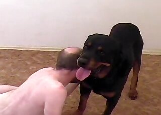 Black rottweiler bangs tight ass of a zoophile dude at home