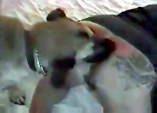 Chubby MILF loves getting her pussy licked by an aroused dog