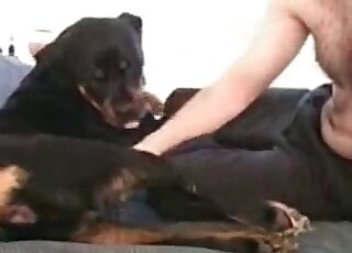 Zoophile enjoys licking pussy of a rottweiler dog in bestiality video