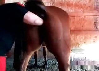 Zoophilic porn scene showing a mare's pussy that gets fisted brutally