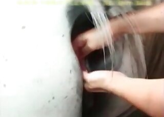 Horny couple arrange beastiality threesome sex blow stallion’s cock