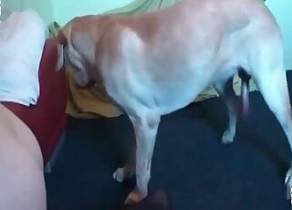 Blonde MILF gets cunt licked and fucked by a huge dog in a missionary