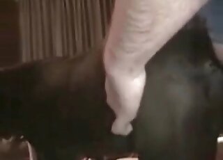 Fat dude bangs his black dog really hard till orgasm in a zoo scene