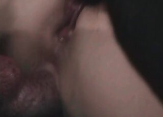 Dog loves fucking pussy and anal of the light-minded mature hottie