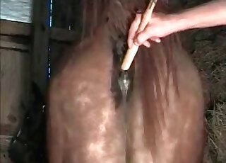 Perverted zoophile guy toys a horse’s hole and fucks it mercilessly