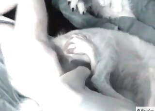 Dog gets screwed by a dude on a sofa and enjoys every inch of cock