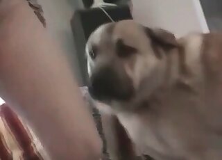 Light-minded mature vixen gets pusys licked and screwed by canine