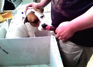 Perverted guy jerks off cock before his dog’s eyes and cums on its face