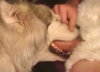 Brave dude fucks toothy mouth of his dog without hesitation