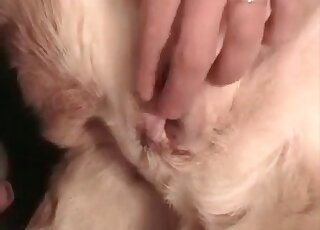 Animal sex loving dude inserts his dick in dog’s pussy for a hot fuck