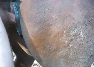 Skilled zoophile sticks his cock into a horse’s deep hole for a hot bang