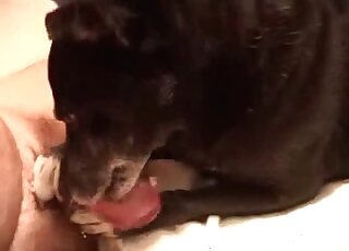 Crazy wanker takes out his dick and gives to his dog to lick