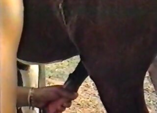 Latina bitch jerks off cock of a horse and wants to take a ride