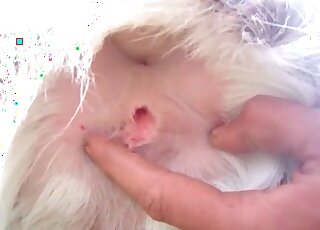 Dog gets fingerfucked by a horny fellow in a wild zoo porn action