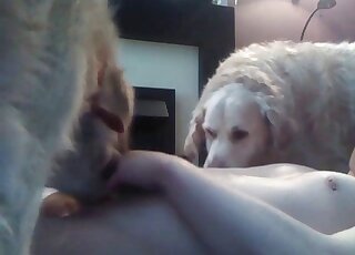 Perverted man teaches his dogs to suck his cock to get pleasured