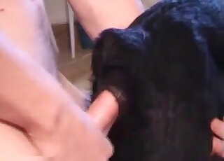 Closeup homemade video of a horny guy enjoying zoo sex with a dog