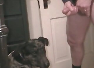 Dog waits until the crazy pervert cums and feeds it with sperm