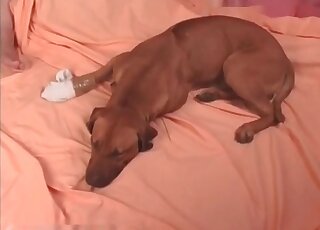 Voluptuous mature doesn’t mind having hardcore fun with her dog