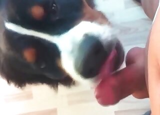 Helpful dog licks a guy’s cock while he is wanking to make him cum