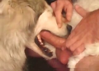 Horny zoophile fucks mouth of his dog and gets cock sucked