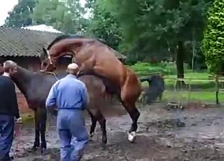 High class zoophilia tape showing two brown horses fucking wildly