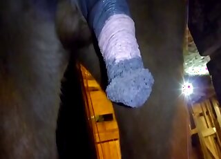 Closeup zoophilia voyeur video focusing on a horse's huge boner