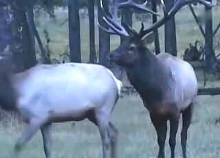 Attractive horses and other animals in a zoo porn compilation