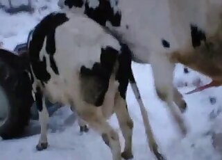 Outdoor animal fucking movie with lots of passionate thrusting