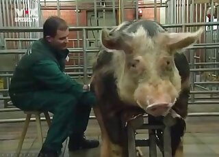 Pig's cock is going to get serviced by a chubby zoophilia addict