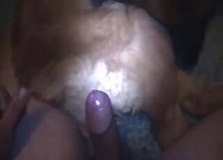 Nighttime video with a guy that wants to fuck dog pussy on a bed