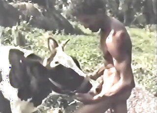Vintage cow porn movie featuring a muscular Latin lover with a rager