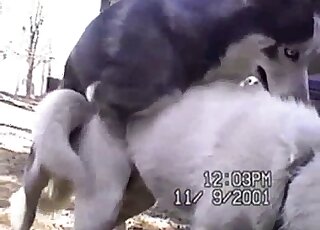 Dog inserting its penis in a tight animal hole in an outdoor video