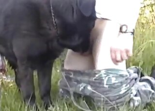 Black dog with a body is enjoying outdoor action with a male zoophile