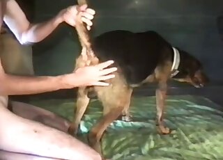 Lanky dude with a hard cock is happily fucking a mutt from behind