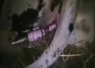 Guy's shiny dildo toy is going to do some damage in this animal's cunt